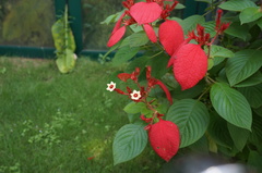 Mussaenda erythrophylla