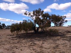 Eucalyptus striaticalyx