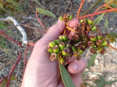 Eucalyptus striaticalyx