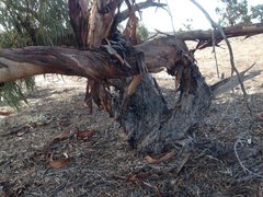 Eucalyptus striaticalyx