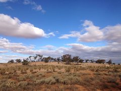 Eucalyptus striaticalyx