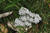 California Yarrow - Photo (c) Andrew Simon, some rights reserved (CC BY-NC), uploaded by Andrew Simon