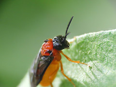 Monophadnus spinolae