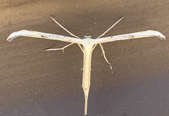 Hellinsia homodactylus