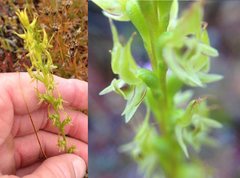 Prasophyllum gracile