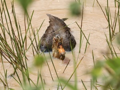 Asarcornis scutulata