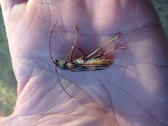 Phoracantha acanthocera