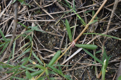 Image of Silverhead (Blutaparon vermiculare) by (c) Kristály Cravens-Liszak, some rights reserved (CC BY)