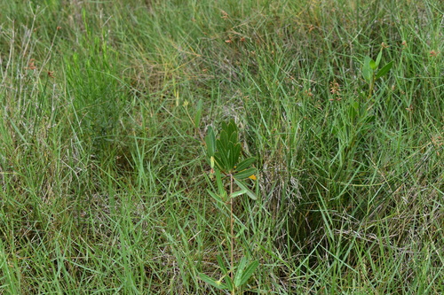 Image of Rhabdadenia biflora by (c) Kristály Cravens-Liszak, some rights reserved (CC BY)