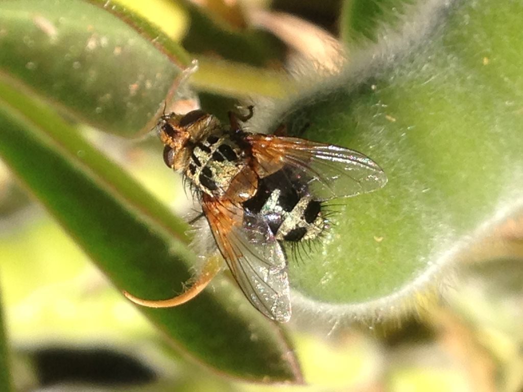 Quadra ornata
