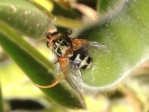 Quadra ornata
