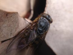 Calliphora albifrontalis