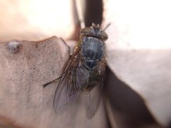 Calliphora albifrontalis