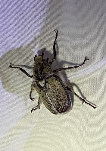 iNaturalist observation photo of Dusty June Beetle
