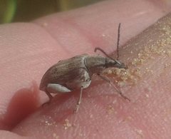 Diaphanops westermanni