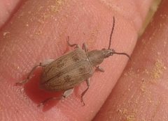 Diaphanops westermanni