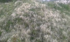 Clematis linearifolia