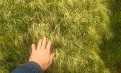 Clematis linearifolia