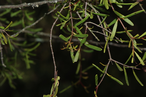 Image of Muellerina bidwillii by (c) Greg Tasney, some rights reserved (CC BY-SA)