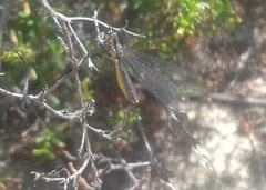 Chasmoptera huttii