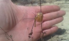 Chasmoptera huttii