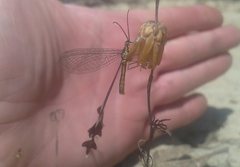 Chasmoptera huttii