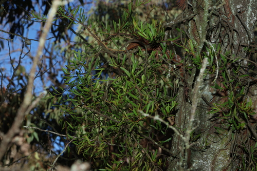 Image of Muellerina bidwillii by (c) Greg Tasney, some rights reserved (CC BY-SA)