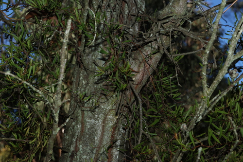 Image of Muellerina bidwillii by (c) Greg Tasney, some rights reserved (CC BY-SA)