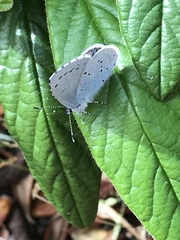 Celastrina argiolus