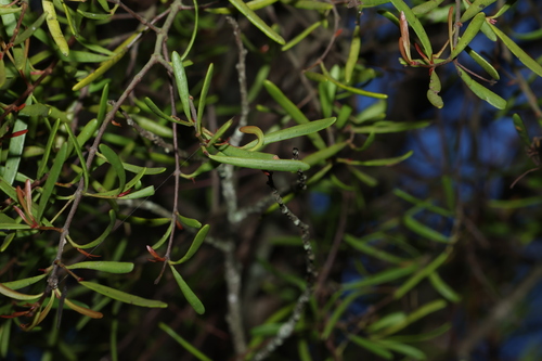 Image of Muellerina bidwillii by (c) Greg Tasney, some rights reserved (CC BY-SA)