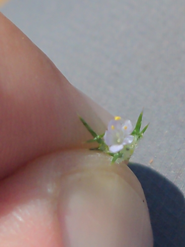 Image of Navarretia intertexta by no rights reserved