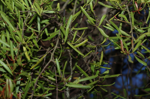 Image of Muellerina bidwillii by (c) Greg Tasney, some rights reserved (CC BY-SA)