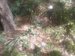 Trichocline spathulata