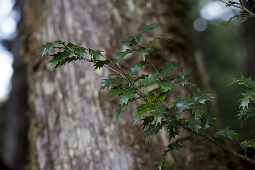 Osmanthus heterophyllus