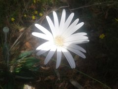 Trichocline spathulata