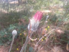 Trichocline spathulata