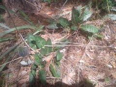 Trichocline spathulata