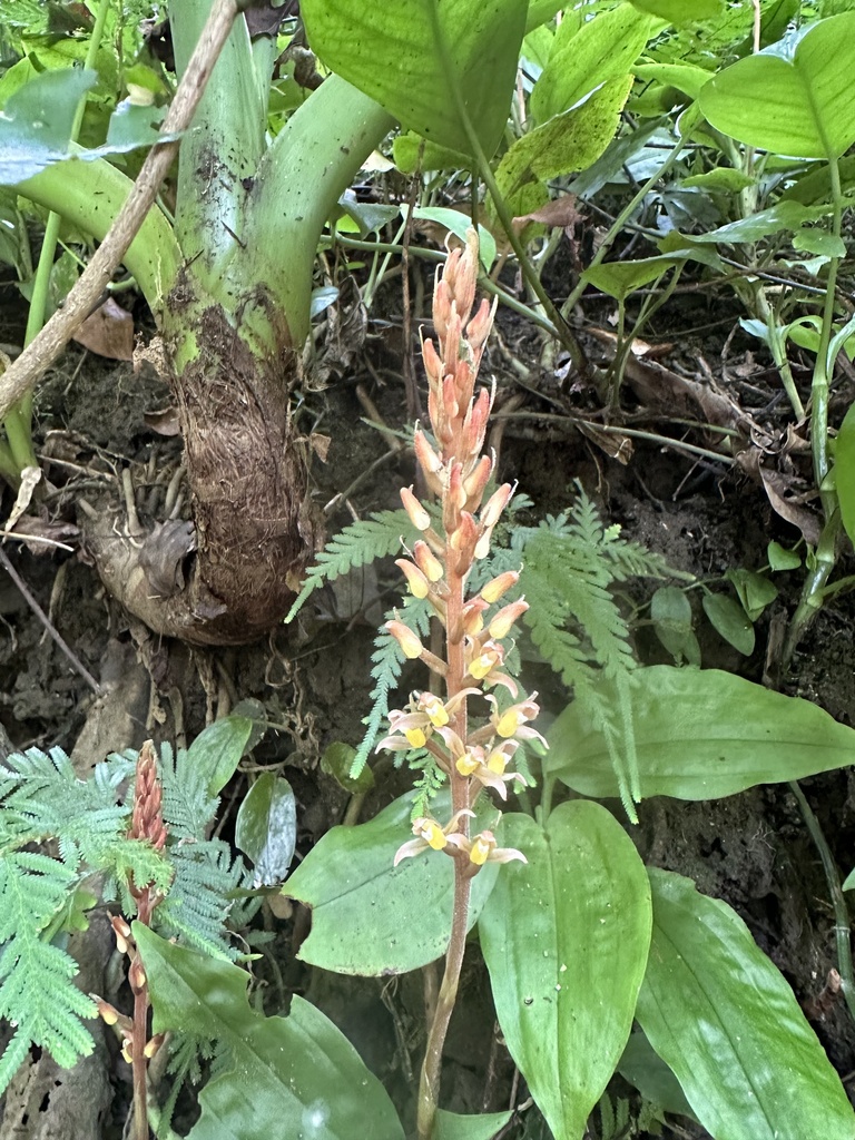 Goodyera rubicunda