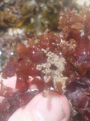 Cryptopolyzoon wilsoni