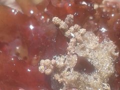 Cryptopolyzoon wilsoni