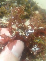 Cryptopolyzoon wilsoni