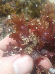 Cryptopolyzoon wilsoni