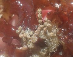 Cryptopolyzoon wilsoni