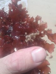 Cryptopolyzoon wilsoni