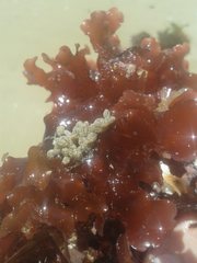 Cryptopolyzoon wilsoni