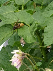 Vespula vulgaris