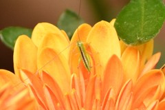 Conocephalus strictus