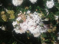 Grevillea crithmifolia