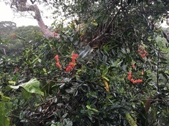 Marcgraviastrum mixtum