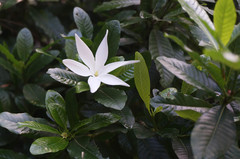 Gardenia scabrella